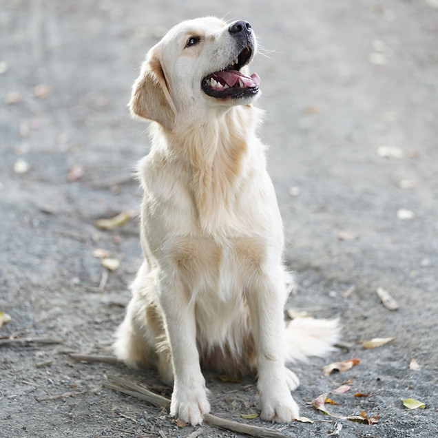 Golden Retriever Puppies from Miller Goldens